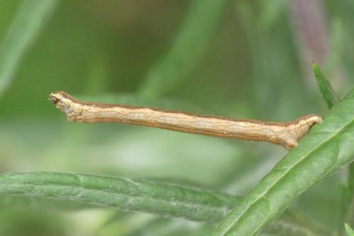 Réf. 260 585 : Ematurga atomaria
